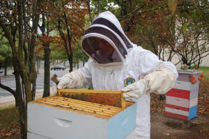 Sabrina Fineberg, '19, pulls one of the frames out of the bee's hive at Mountaintop campus on Sunday, Oct. 9, 2016. These frames could contain eggs laid by the queen, but this one only contained honey produced by the bees. (Danielle Bettermann/B&W Staff)