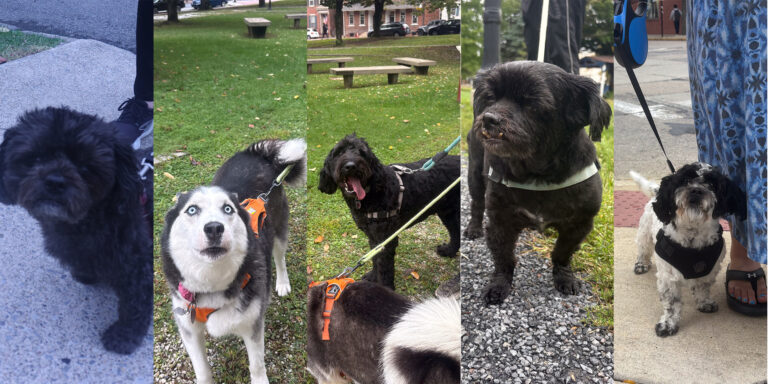 Stroll around the neighborhood: The dogs of Bethlehem